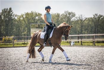 Beautiful sweet and talented FEI Dressage Pony for sale