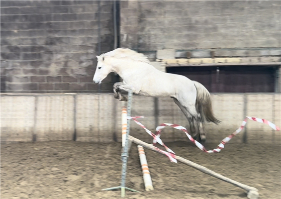 Prachtige new forest pony door Pascalle van Boxtel op sporthorses
