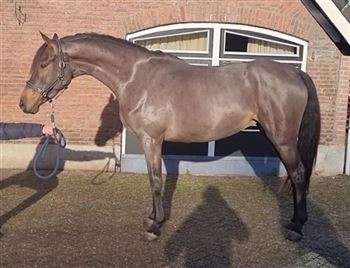 For sale really lovely 4yo mare