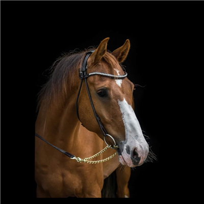 is genoeg dubbel Behandeling Gave Z ruin te koop door Marloes Appelman Horse sales & training op  sporthorses