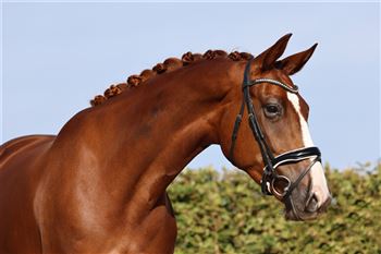 Voorkomen Hoofdstraat Voorgevoel Paarden te koop - Sporthorses - Paard kopen - Paard verkopen