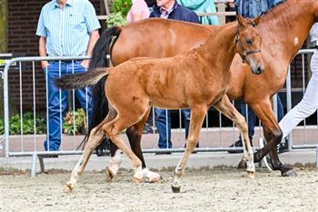 Zeer chique new forest pony veulen, 1e premie en regiokampioen!