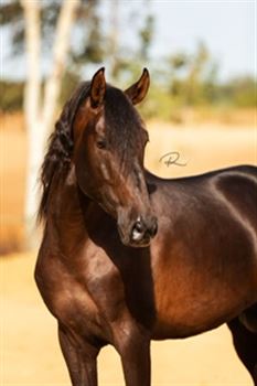 Gorgeous PRE stallion with quality movement