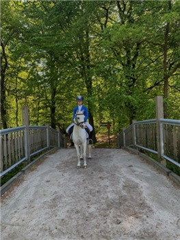 Te koop: Allround super betrouwbare 13 jarige Welsh pony merrie van Crestwood Cherokee x Blaenau Free Spirit 1.16 m