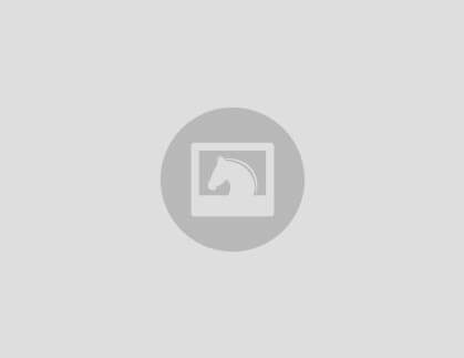 Hannoveraanse merrie 1.35 niveau, drachtig van palomino veulen