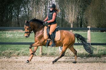 Zeer lieve betrouwbare New Forest d-pony