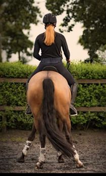 Talentvolle D pony van Don Cremello De Bois