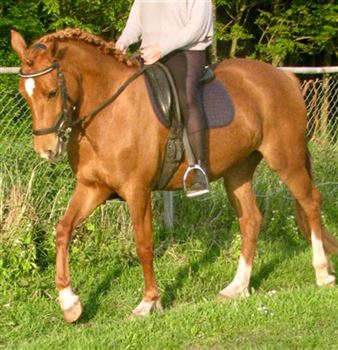 Prachtige elegante New Forest merrie 5 jaar D pony
