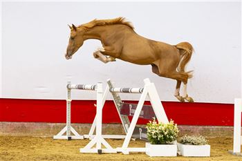 Een atletisch paard dat met veel afdruk springt