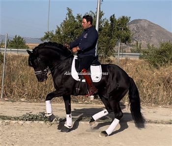 GP Paard / PRE / Zwart Spaans paard